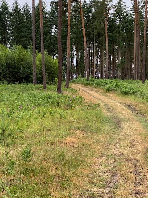 © Touristinformationen Wesenberg & Mirow, Mecklenburgische Kleinseenplatte