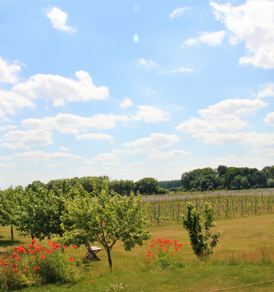 View over our vineyard and fruit trees in the distance, © Brigitte Leberl