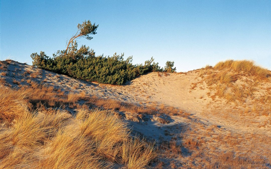 Dune landscape near Klein Schmölen, © TMV/Neumann