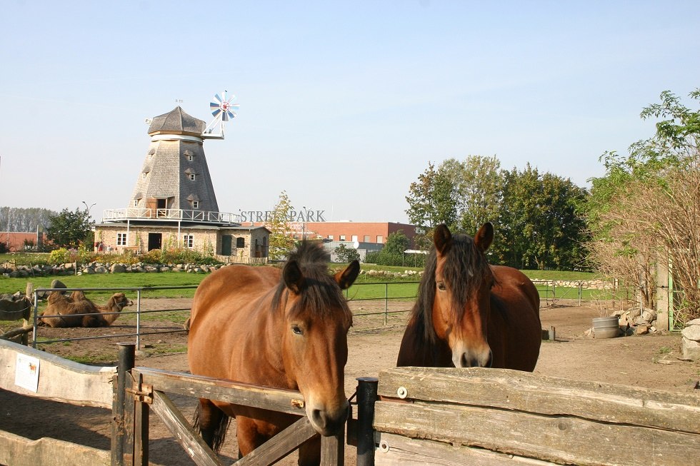 Horses at Stralsund Zoo, © Tourismuszentrale Hansestadt Stralsund