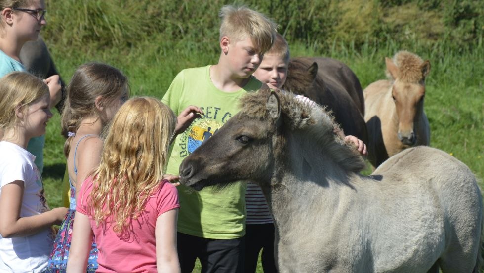W Waydbrink Icelandic Stud Farm jest mnóstwo czasu na głaskanie zwierząt., © Islandgestüt von der Wadybrink
