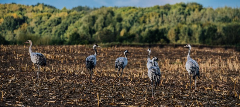 © Naturerlebnis_Rügen