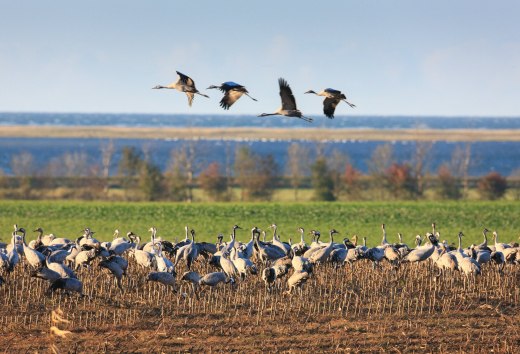In overwhelming numbers cranes populate field and sky over Fischland-Darß-Zingst, © TMV/Growe-Lodzig