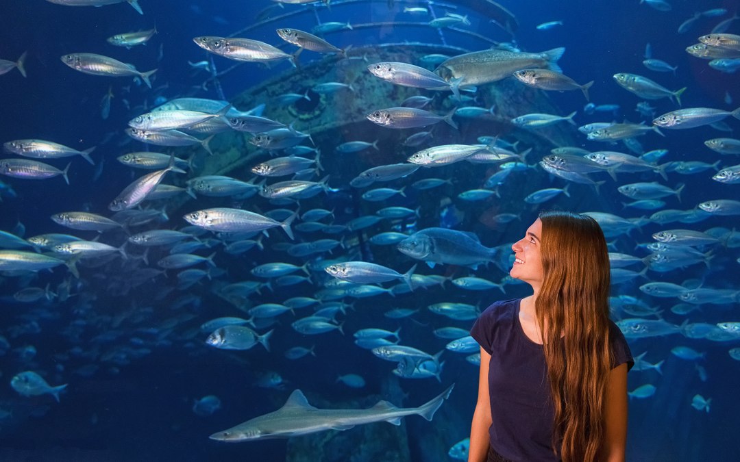 Schools of fish in the largest tank, the “Open Atlantic,” stand out with their silvery, shimmering scales., © Anke Neumeister/Deutsches Meeresmuseum