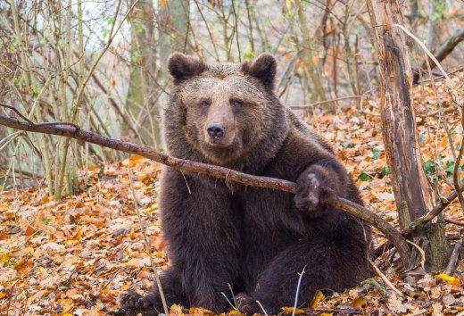 The Bear Forest Müritz is a bear sanctuary near Stuer in the Mecklenburg Lake District., © TMV/Müller