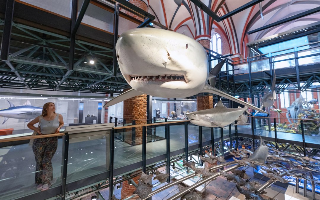 Originele modellen van haaien en andere vissen zweven tussen de tentoonstellingsniveaus, © Anke Neumeister/Deutsches Meeresmuseum