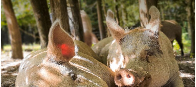 © Land der Tiere