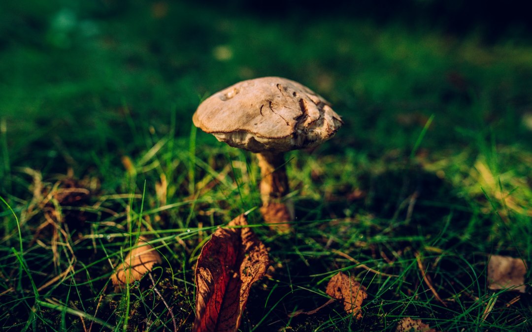 Krajobraz smakuje dobrze - grzybowa wędrówka przez Prorę, © Binzer Bucht Tourismus