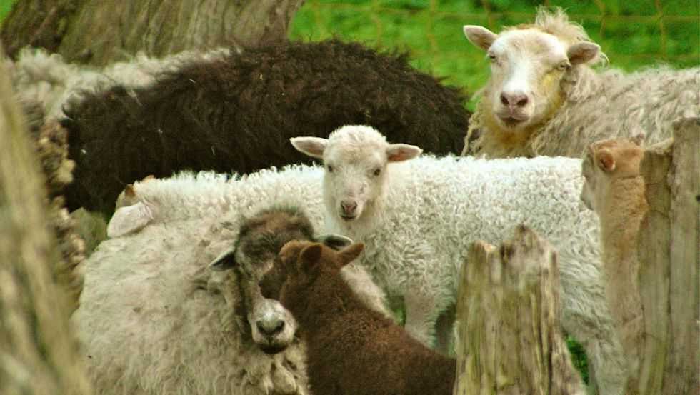 Schapen, © Maibritt Olsen