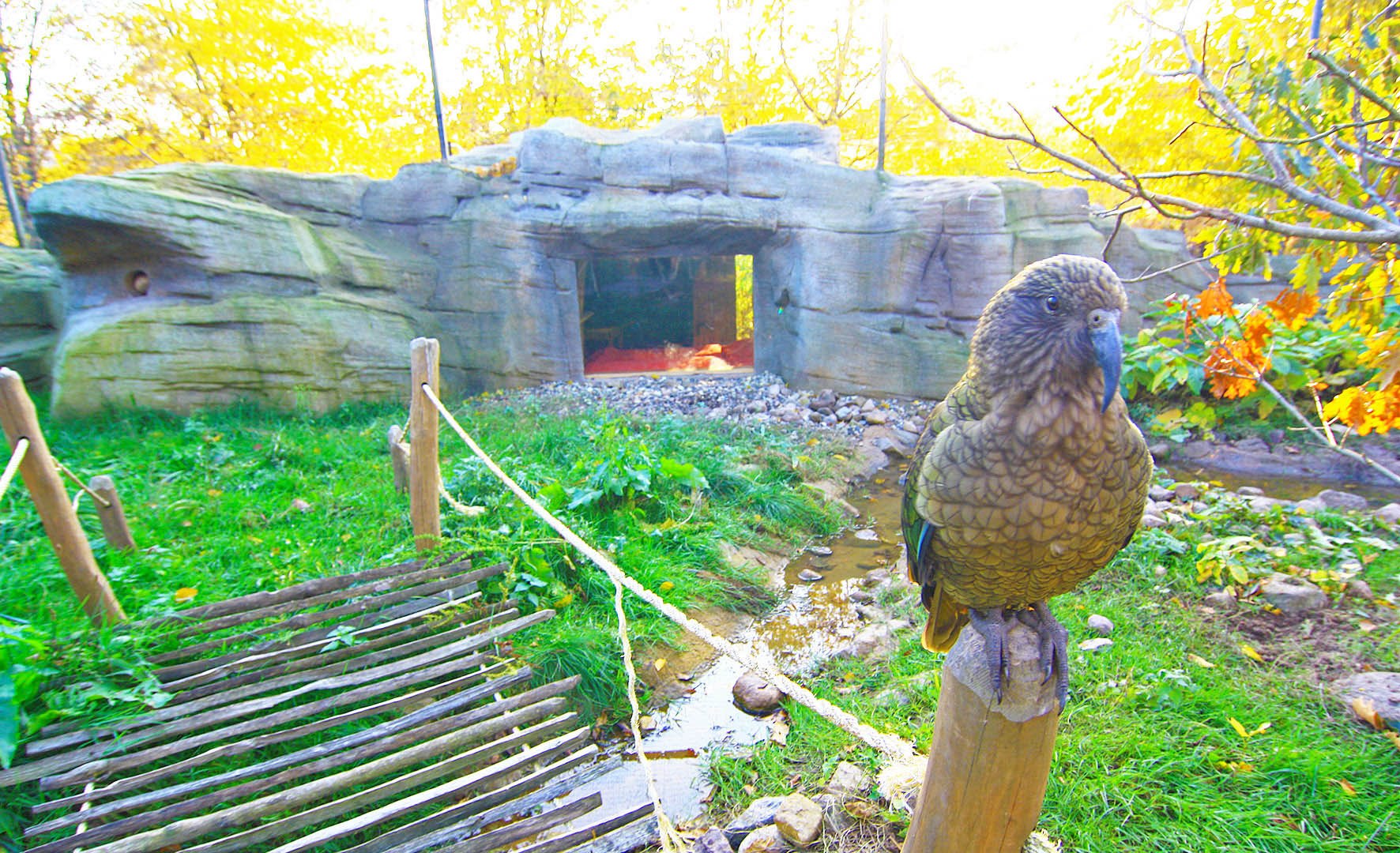 In het vogelpark Marlow in de grot van de kea - een kea kijkt recht in een ruit oog in oog