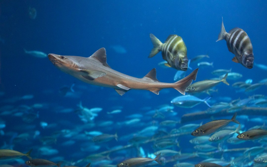 Several shark species can be seen in the “Open Atlantic” aquarium, including smooth sharks, © Anke Neumeister/Deutsches Meeresmuseum