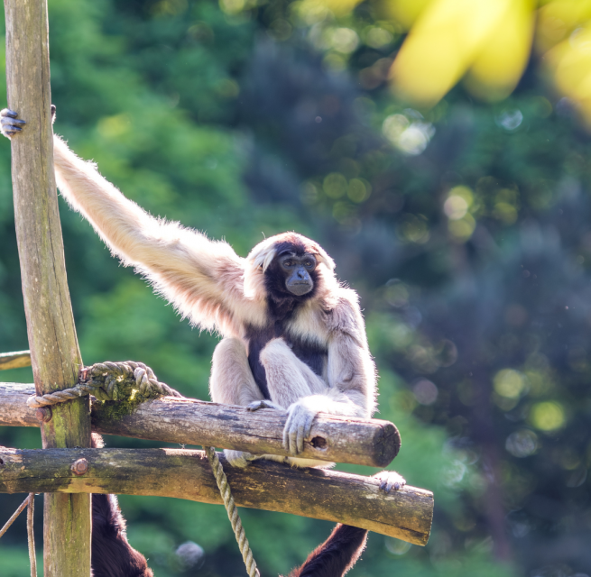 Capped gibbon at Schwerin Zoo during the evening safari, © Zoo Schwerin
