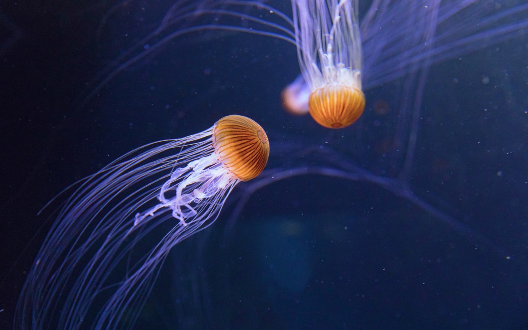 The tentacles of the compass jellyfish can be up to three meters long, © Anke Neumeister/Deutsches Meeresmuseum