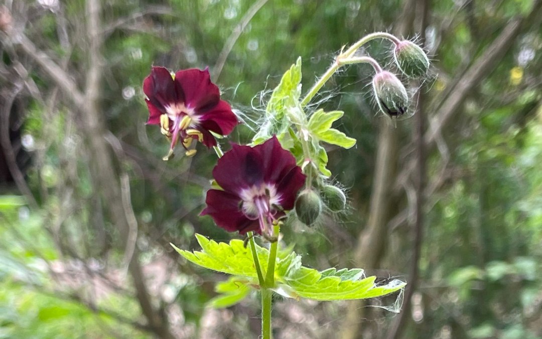 Pflanze wpg 5 25, © Wildpflanzengarten Waren (Müritz)