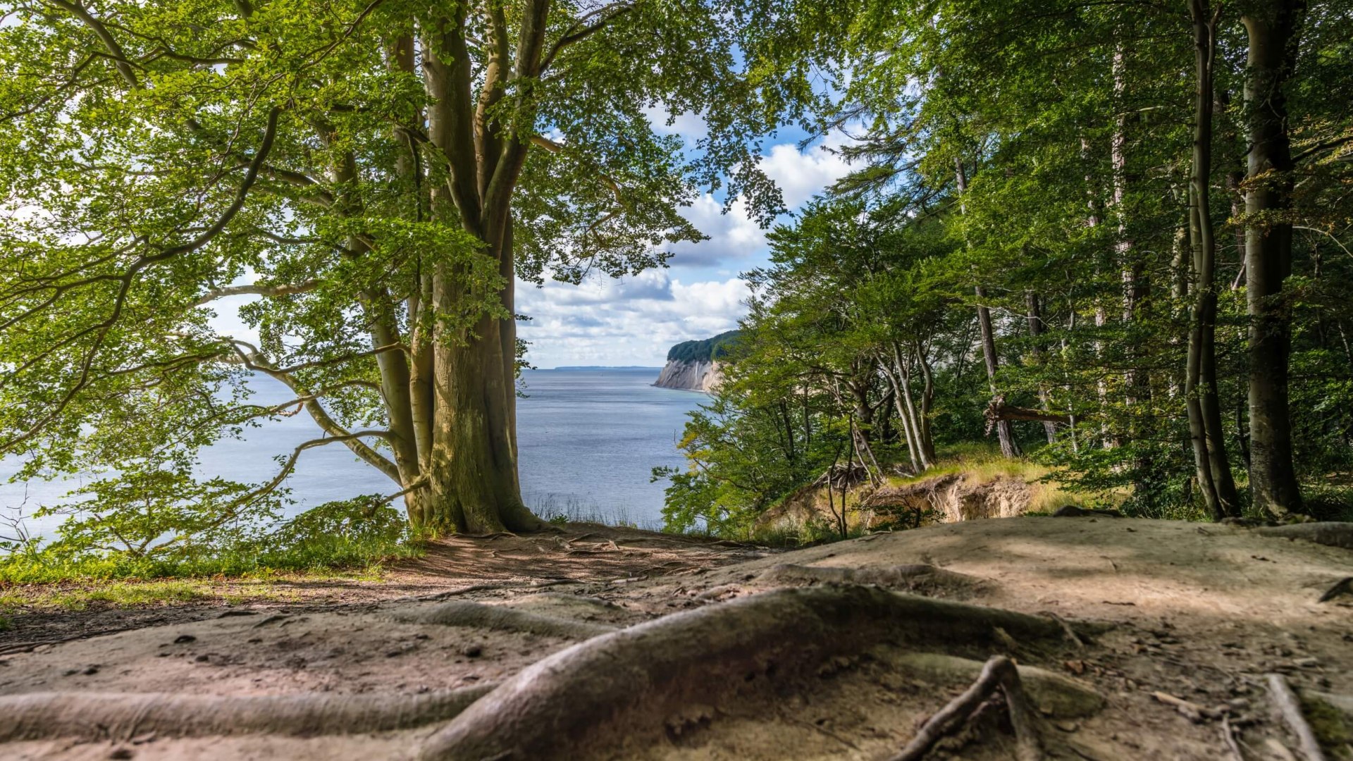 Uitzicht door het beukenbos in het Jasmund National Park en daarachter de steile kust van het eiland Rügen.