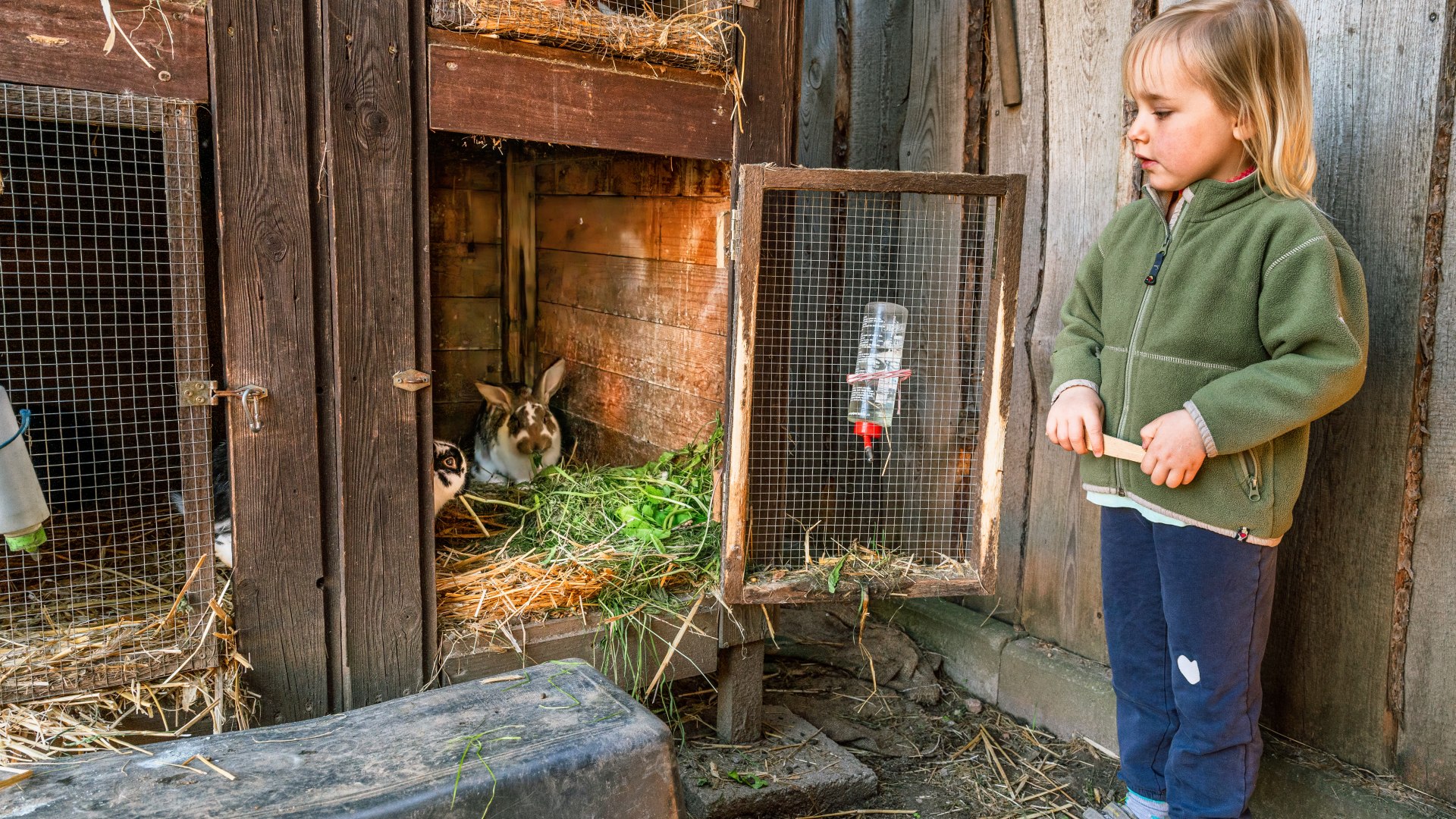 Four-year-old Rosa announces breakfast to the barn rabbits. What's for breakfast? Two handfuls of fresh grass., © TMV/Tiemann Rabbits sit in an open cage in the straw and a child stands next to them.
