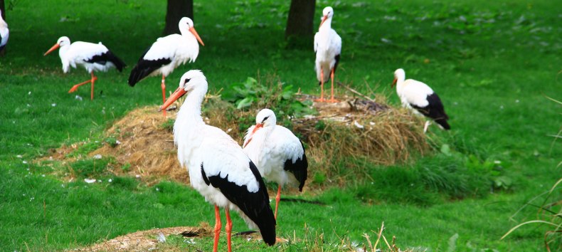 Toegankelijk ooievaarsverblijf in Marlow Bird Park, © Vogelpark Marlow