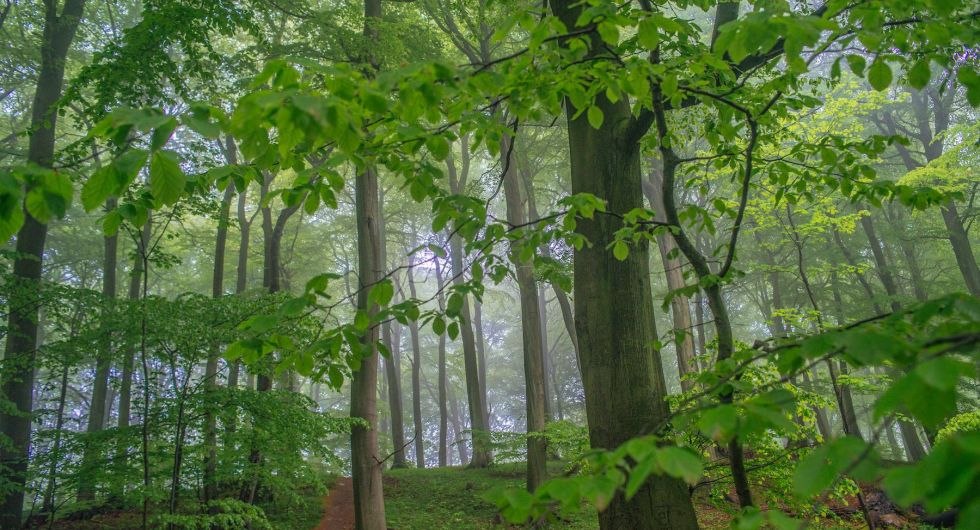 Dzika przyroda w Parku Narodowym Jasmund, © TZR/C.Thiele