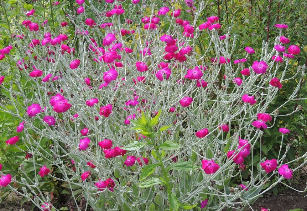 Blossom splendor in the show garden, © Kurverwaltung Insel Poel