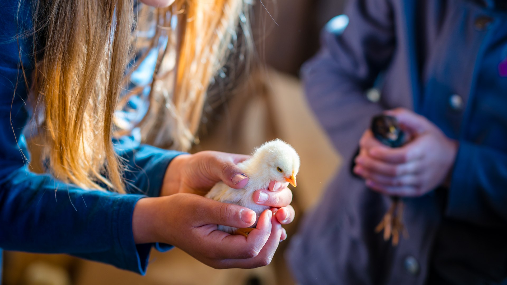 Life on the farm: There are always new friends to greet, like here in the chicken coop., © TMV/Tiemann A chick sits on children's hands