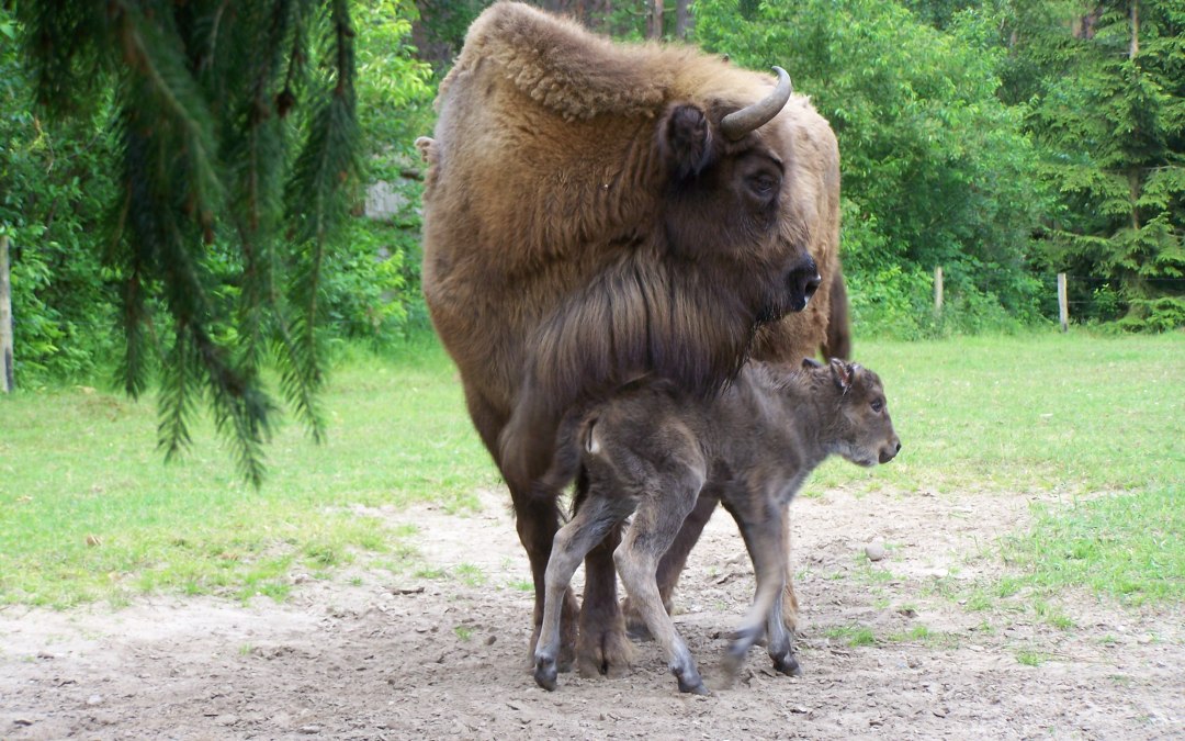 POJAWINKA + USARA, © Weichbrodt