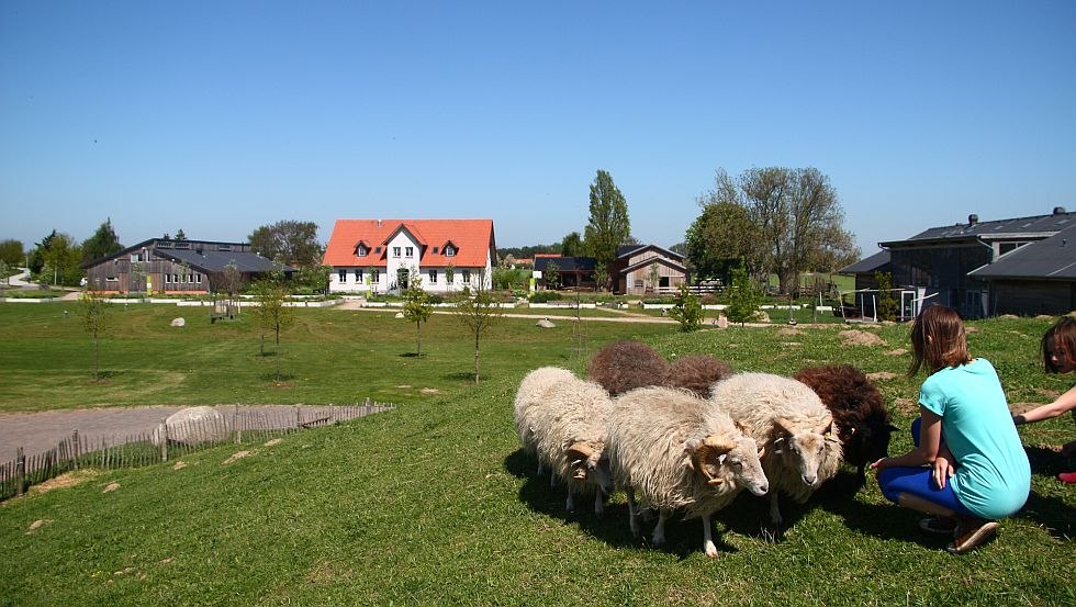 De schapenweide op de Erdreifehügel-heuvel biedt een prachtig uitzicht over de hele boerderij, © LandWert Schulbauernhof