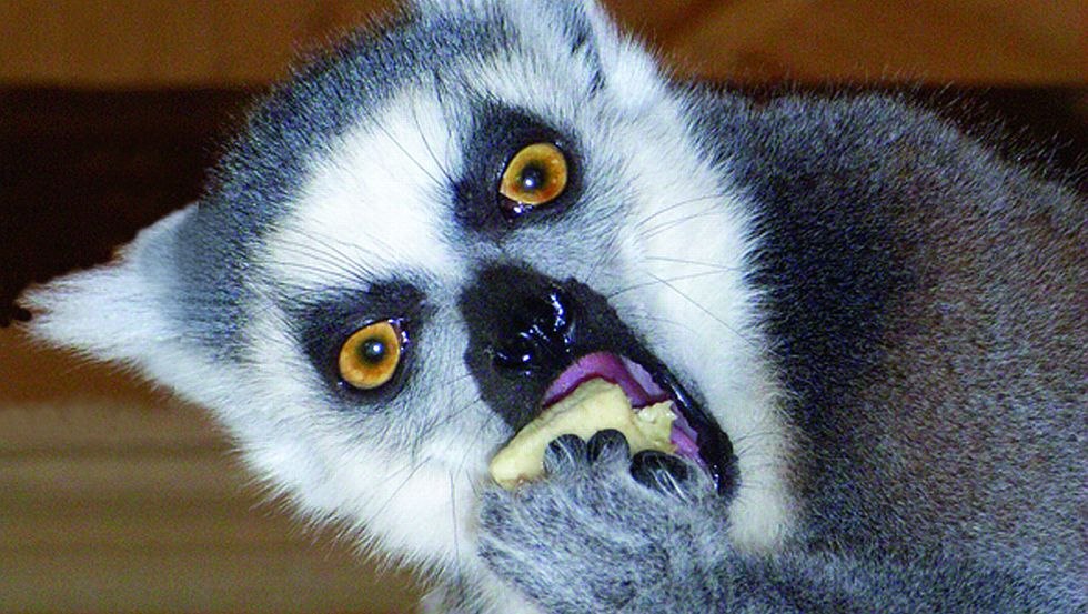 Vrolijke en brutale ringstaartmaki's in de dierentuin van Wismar, © Tierpark Wismar