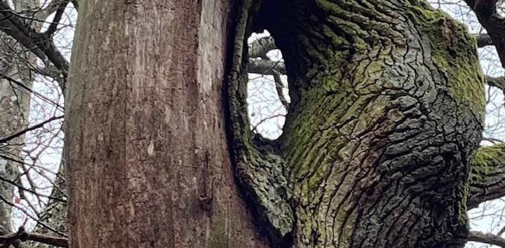 © Südliche Boddenküste