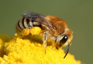 © Colletes sp / Hans Juergen Sessner