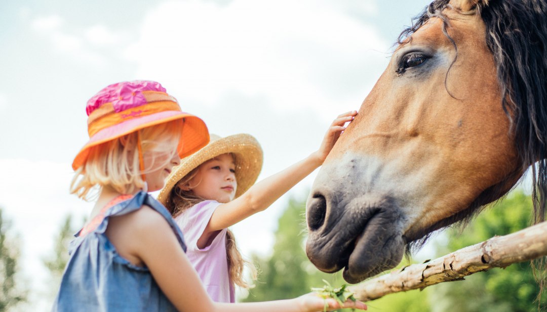Two girls in straw hats stroke and feed a horse in the Klockenhagen open-air museum on the farm grounds.