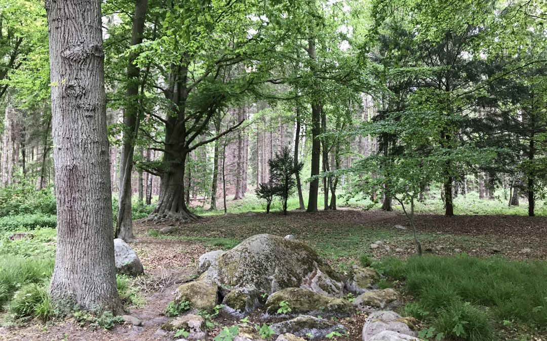 Forest, © Kurverwaltung Mönchgut