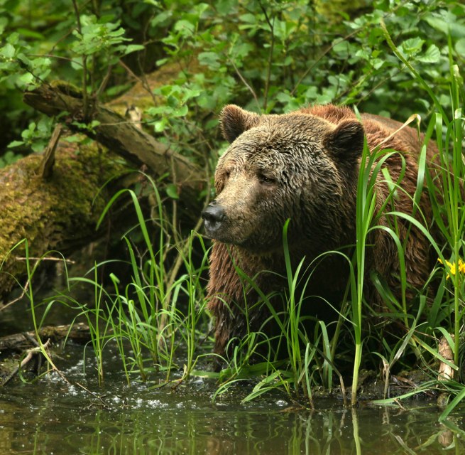 On the trail of rescued brown bears at the bear sanctuary, © Thomas Oppermann
