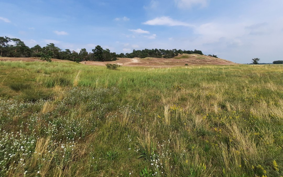 Inland dune Klein Schmölen, © M. Lenthe