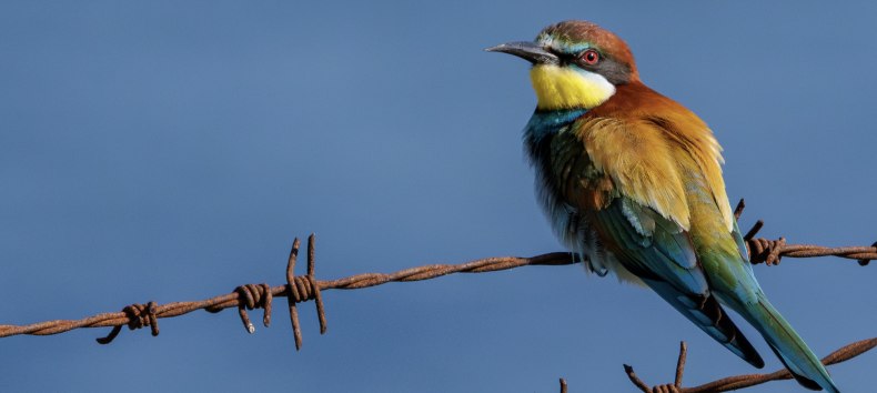 © Vogeltouren MV