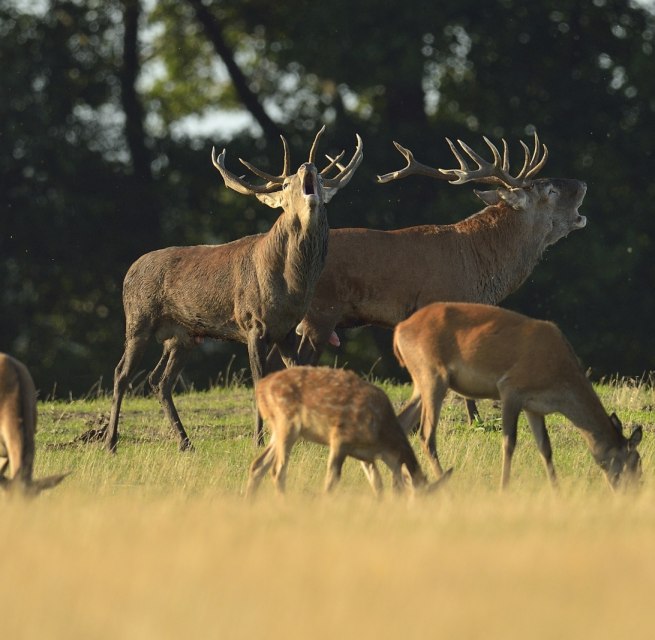 © www.naturfotografie-roman-vitt.de