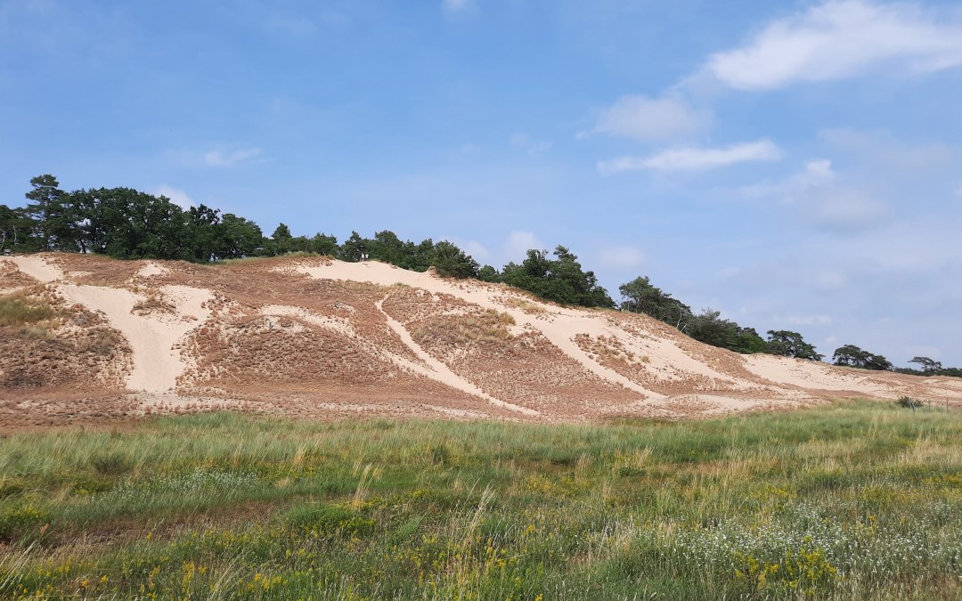 Inland dune Klein Schmölen, © M. Lenthe