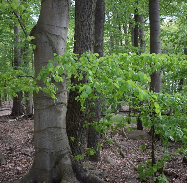 © Naturpark Feldberger Seenlandschaft M. Wyczinski