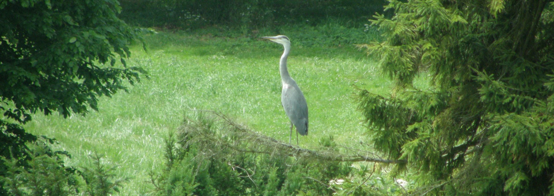 While walking through the 12.5 ha park you can also observe herons, © Kröger