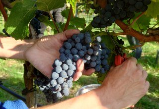 The grapes are harvested by hand, © wein-mv.de