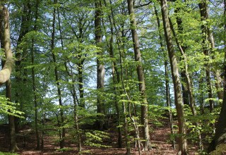 © Biosphärenreservatsamt Südost-Rügen