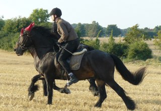 Przejażdżka przez piękną okolicę, © Ponyhof Rügen