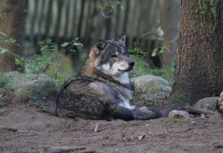 © Wildpark-MV