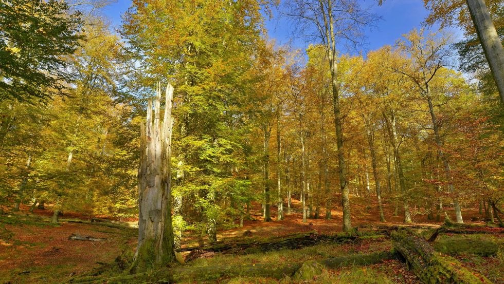 UNESCO World Natural Heritage Serrahn Beech Forests, © TMV/Vitt