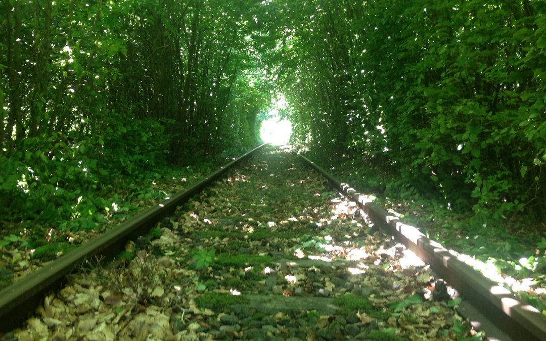 Wejście do bukowego tunelu o długości ok. 1 km, © Naturpark Draisine Dargun