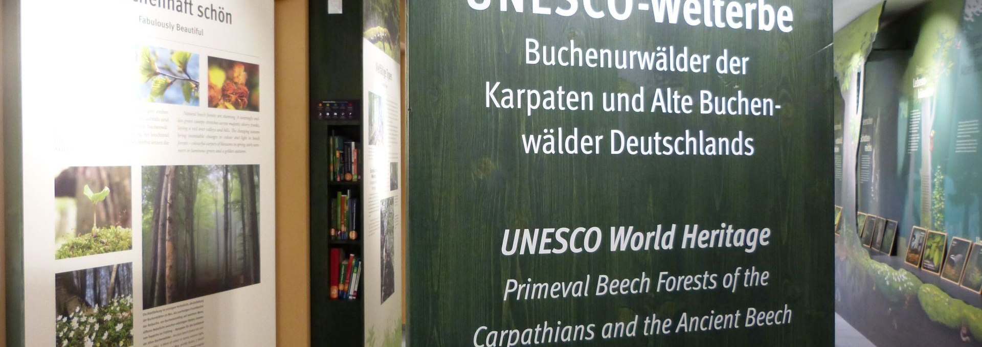 Wystawa Forum Światowego Dziedzictwa UNESCO, na której odwiedzający mogą dowiedzieć się między innymi o dawnych lasach bukowych., © Gesine Häfner / Nationalpark-Zentrum KÖNIGSSTUHL