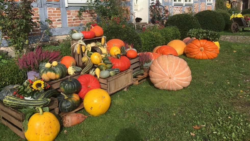 A wide range of pumpkins, © Renate Topp