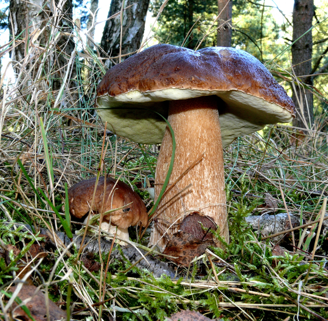 Porcini mushroom in the forest, © Udo Hopp