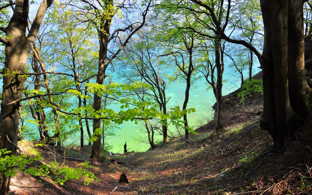 I_Stodian_Nationalpark_Jasmund__12_, © Nationalparkamt Vorpommern