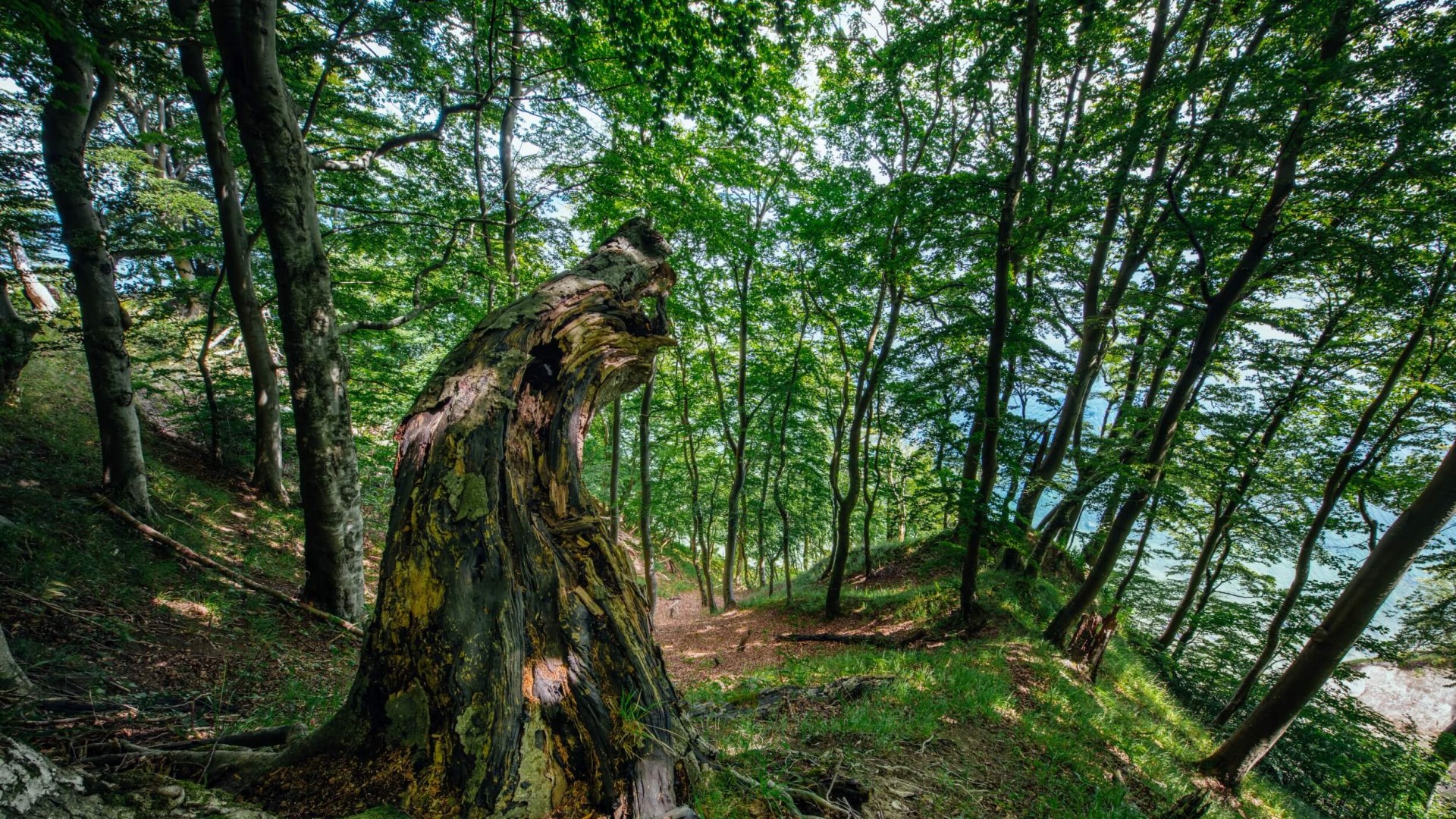 View through the forest to the chalk coast on Rügen.