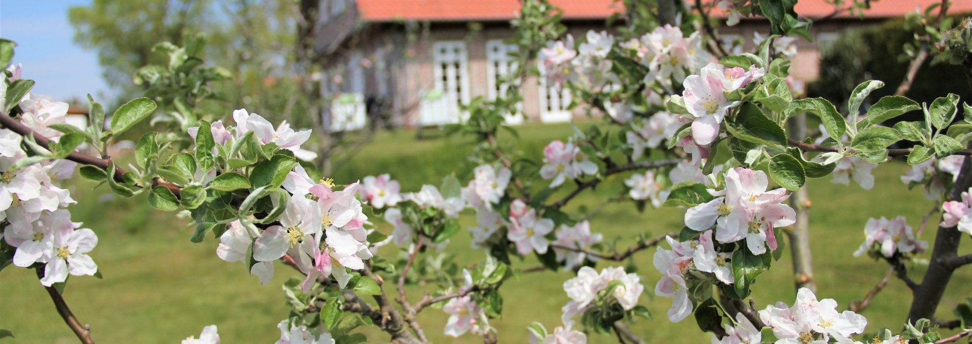 Apple blossom in our orchard, © Brigitte Leberl